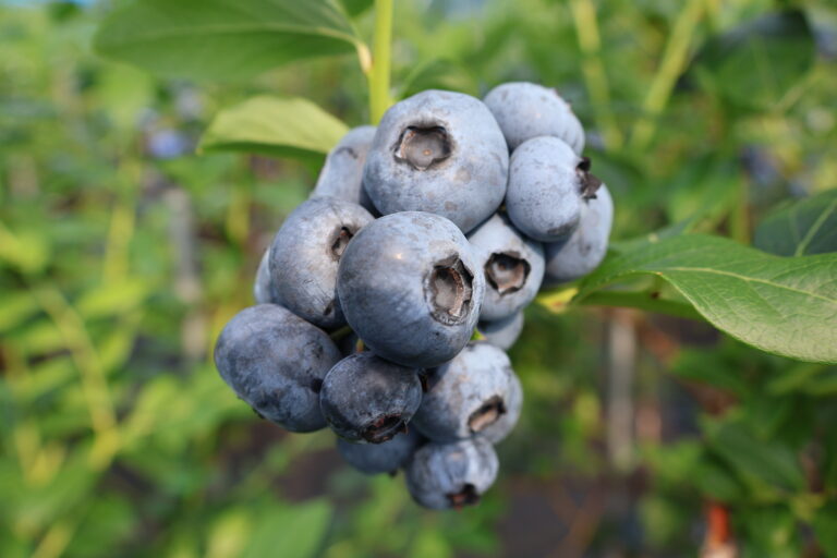 チャンドラー 農園紹介 ブルーベリーファーム東京