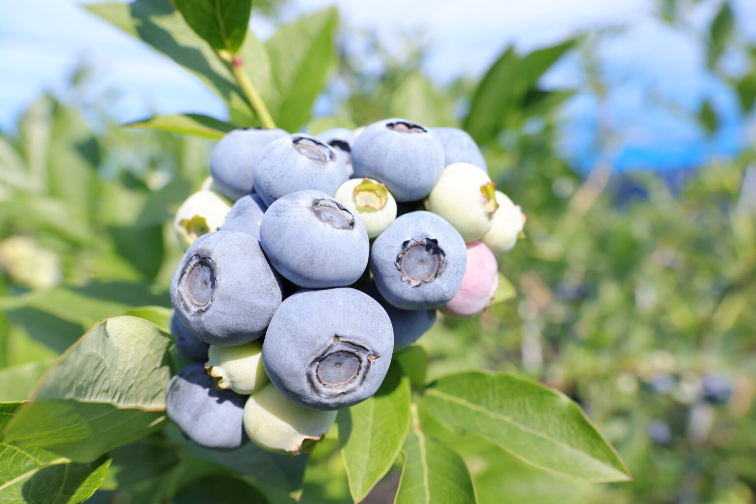 ハリソン 農園紹介 ブルーベリーファーム東京
